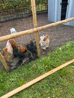 Brahma kippen, Dieren en Toebehoren