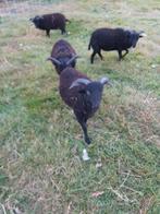 Ouessant stamboek rammen dekrammen te koop of te huur, Dieren en Toebehoren, Mannelijk, Schaap, 0 tot 2 jaar