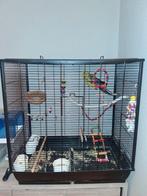 Hand tamme papagai, Dieren en Toebehoren, Vogels | Parkieten en Papegaaien