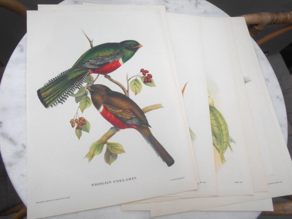 7 gravures oiseaux JE Gould, Enlèvement ou Envoi, Utilisé, Animal, Gravure