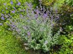 Nepeta ( Kattekruid ), Tuin en Terras, Planten | Tuinplanten, Ophalen of Verzenden, Vaste plant