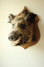 Taxidermie grote opgezette everzwijn kop, Verzamelen, Dierenverzamelingen, Ophalen of Verzenden, Gebruikt, Wild dier, Gewei of Kop