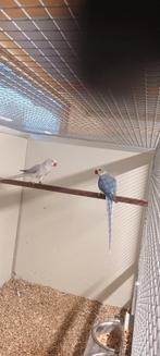 halsbanden / halsbandparkieten / ringnecks aan spotprijzen, Animaux & Accessoires, Oiseaux | Perruches & Perroquets, Perruche