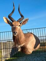 Taxidermie te koop, Ophalen
