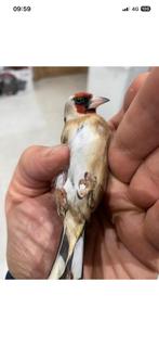 Male parva du Maroc 6 mois en cage, Animaux & Accessoires