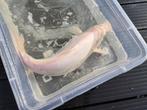 Lot de 10 carpes koi, Dieren en Toebehoren, Vissen | Vijvervissen, Karper of Koi
