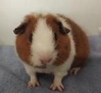 2 rex zeugjes, Dieren en Toebehoren, Knaagdieren, Cavia, Augustus, Vrouwelijk, Tam