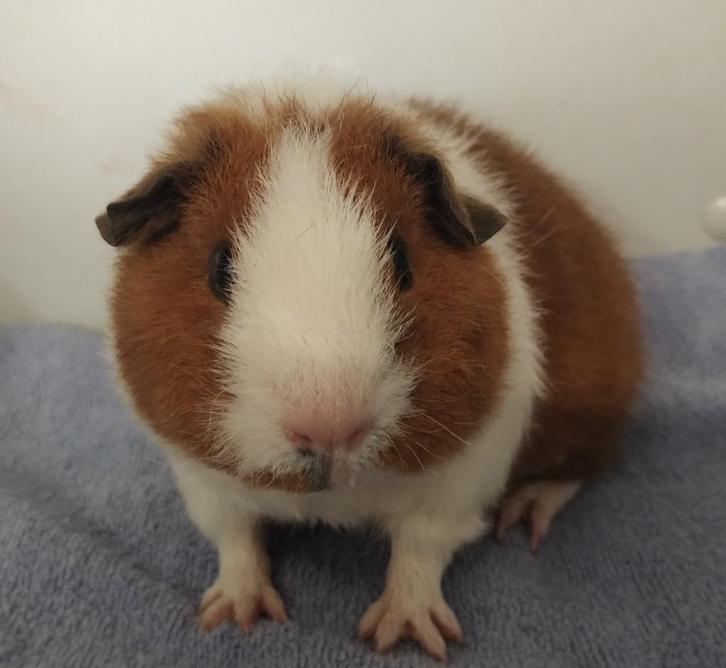 2 rex zeugjes, Dieren en Toebehoren, Knaagdieren, Vrouwelijk, Cavia, Augustus, Tam