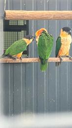 Zwartkop caique, Dieren en Toebehoren, Vogels | Parkieten en Papegaaien, Vrouwelijk, Geringd