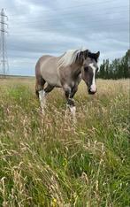 2 jarige grullo tobiano APHA merrie, Dieren en Toebehoren, Merrie, Minder dan 160 cm, Gechipt, Niet van toepassing
