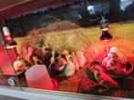 Loopeend, Dieren en Toebehoren, Pluimvee