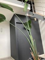 Strelitzia, Huis en Inrichting, Kamerplanten, Ophalen, 200 cm of meer, Overige soorten, Halfschaduw