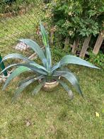 Agave te koop, Ophalen, Vaste plant, Overige soorten, Volle zon