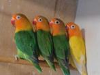 BEWEZEN KWEEKKOPPEL A. Fischeri (3), Dieren en Toebehoren, Vogels | Parkieten en Papegaaien