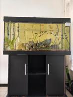 Aquarium JUWEL Rio 300, Dieren en Toebehoren