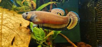 Wilde betta Macrostoma beschikbaar voor biedingen