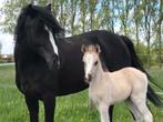 Prachtig BRP pony merrie veulen, C pony (1.27m tot 1.37m), Gechipt, Merrie, 0 tot 2 jaar