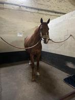 Paard kwpn dressuur, Merrie, B, Dressuurpaard, 3 tot 6 jaar
