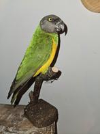 Prachtig opgezet Bonte Boertje, Ophalen of Verzenden, Nieuw, Vogel, Opgezet dier