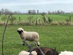 Walliser Schwarznase, zwartneusschaap RAM Lammeren, Dieren en Toebehoren, Schapen, Geiten en Varkens, Mannelijk, Schaap, 0 tot 2 jaar