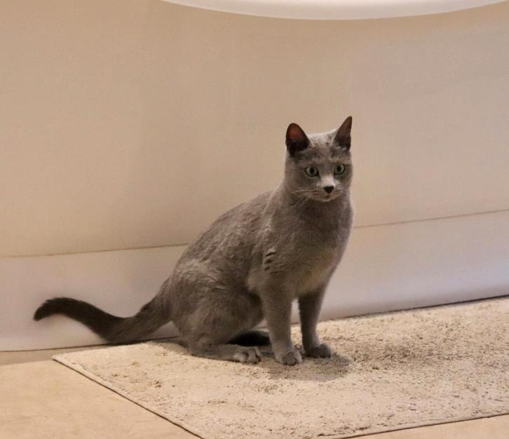 Blauwe rus zoekt gouden mandje, Dieren en Toebehoren, Katten en Kittens | Raskatten | Korthaar, Poes, 6 jaar of ouder, Met stamboom