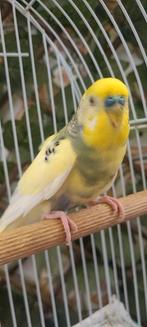 Vogels, Dieren en Toebehoren, Vogels | Kanaries
