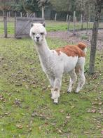 Alpaca merrie, Dieren en Toebehoren, Overige Dieren, November, Vrouwelijk