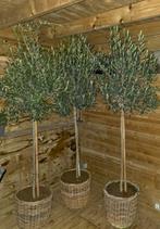 3 mooie olijfbomen in rieten mand, Tuin en Terras, Ophalen, Olijfboom