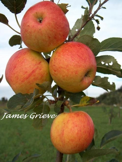 LAAGSTAM APPELBOMEN oa JAMES GRIEVE, 15€/st. (HALFSTAM 22€), Tuin en Terras, Planten | Tuinplanten, Vaste plant, Fruitplanten