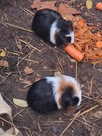 2 broertjes cavia's (5 weken oud, prijs is voor beide), Dieren en Toebehoren, Knaagdieren, Cavia, Mannelijk, Tam, Oktober