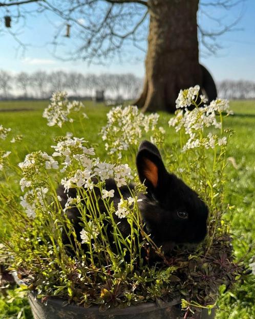 Jonge konijntjes (kruising Vlaamse reus/lotharinger), Dieren en Toebehoren, Konijnen, Groot, Meerdere dieren