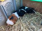 Jonge cavia’s, Dieren en Toebehoren, Knaagdieren, Juli, Meerdere dieren, Cavia