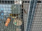 Tarin, Dieren en Toebehoren, Vrouwelijk
