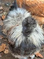 Coq de soie, Animaux & Accessoires