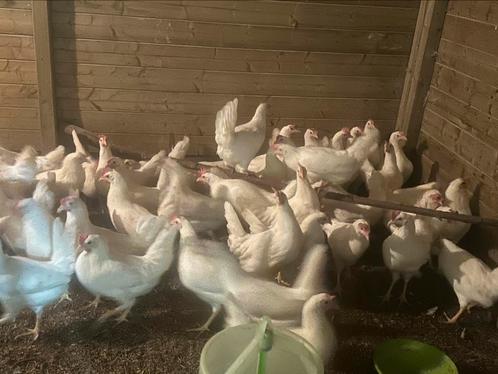 Ruime keuze witte leghorn, beste leggers, Dieren en Toebehoren, Pluimvee