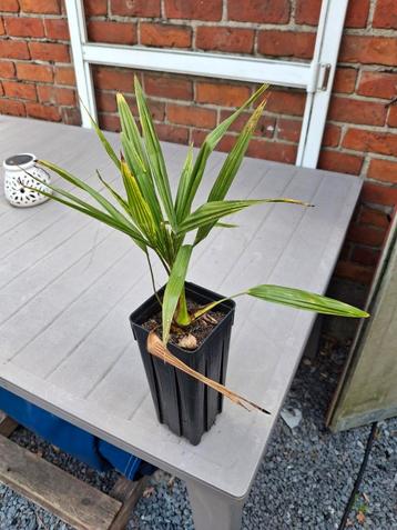 Trachycarpus fortunei., Enlèvement