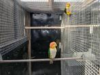 roestkop caique groendij, Dieren en Toebehoren, Vogels | Parkieten en Papegaaien, Mannelijk, Papegaai, Geringd