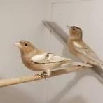 Botvink Dominant pastelman 23, Animaux & Accessoires, Oiseaux | Oiseaux Autre, Bagué, Oiseau chanteur sauvage, Mâle