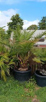 Phoenix Canariensis dadelpalm, Ophalen of Verzenden