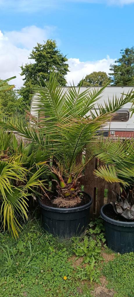 Phoenix Canariensis dadelpalm, Tuin en Terras, Planten | Tuinplanten, Ophalen of Verzenden