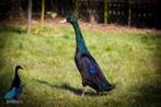 Ben op zoek naar een vrouwelijke zwarte loopeend, Animaux & Accessoires, Volatiles, Femelle, Canard