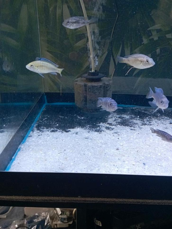 Cichlidès Malawi 10 cichlidès Malawi 45€, Dieren en Toebehoren, Vissen | Aquariumvissen