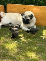 mopshond te koop, Dieren en Toebehoren, Honden-accessoires, Ophalen, Gebruikt