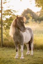 Lieve pintaloosa shetlander, Dieren en Toebehoren, Paarden, Ruin, Minder dan 160 cm, Gechipt, 3 tot 6 jaar