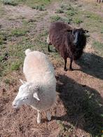 Schapen voor je tuin te maaien, Dieren en Toebehoren, Schapen, Geiten en Varkens