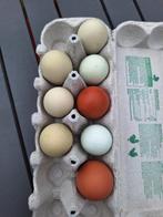 Broedeieren v kleurleggers