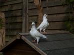 Jonge duiven