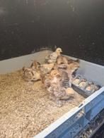 Cochin kriel kuikens porselein, Dieren en Toebehoren, Pluimvee