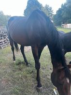 Paard met stamboom (spring- renpaard), Animaux & Accessoires, Chevaux, Vermifugé, 11 ans ou plus, Hongre, Débourré