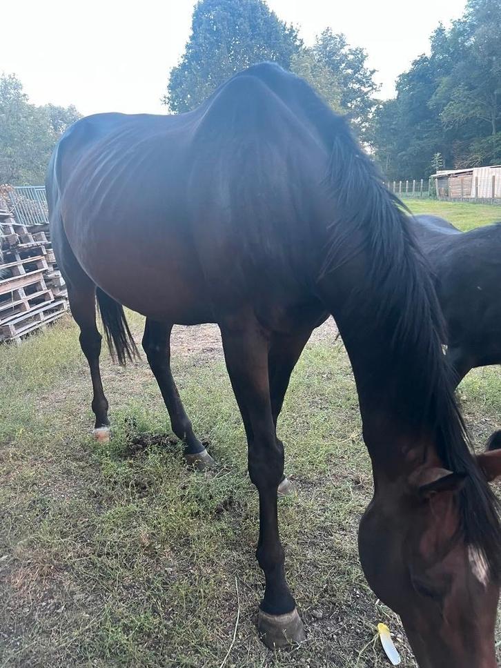 Paard met stamboom (spring- renpaard), Dieren en Toebehoren, Paarden, Ruin, Zadelmak, 160 tot 165 cm, 11 jaar of ouder, Recreatiepaard
